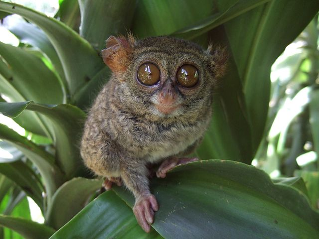Khỉ lùn Tarsier đang đối mặt với nguy cơ tuyệt chủng do mất môi trường sống và sự săn bắt từ con người. Các khu rừng nhiệt đới, nơi chúng sinh sống, đang bị thu hẹp do hoạt động khai thác gỗ và nông nghiệp. Ngoài ra, việc săn bắt và buôn bán trái phép cũng là một mối đe dọa lớn đối với loài này.(Ảnh: Wikipedia)