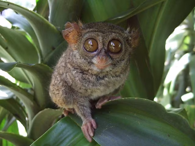 Khỉ lùn Tarsier đang đối mặt với nguy cơ tuyệt chủng do mất môi trường sống và sự săn bắt từ con người. Các khu rừng nhiệt đới, nơi chúng sinh sống, đang bị thu hẹp do hoạt động khai thác gỗ và nông nghiệp. Ngoài ra, việc săn bắt và buôn bán trái phép cũng là một mối đe dọa lớn đối với loài này.(Ảnh: Wikipedia)