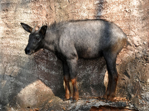 Hiện nay, số lượng sơn dương đang giảm sút nghiêm trọng do săn bắn và bẫy bắt thường xuyên, cùng với sự thu hẹp và chia cắt môi trường sống. Loài này đã được đưa vào Sách đỏ Việt Nam và thuộc diện quý hiếm nguy cấp.(Ảnh: ZOOINSTITUTES)