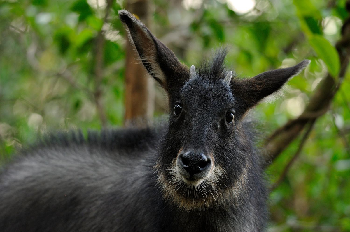 Sừng sơn dương được coi là một vị thuốc quý trong y học cổ truyền. Bột từ sừng của chúng được cho là có tác dụng thải độc, điều hòa gan, chữa bệnh mờ lòa mắt, sốt cao và nhiều bệnh khác. Ngoài ra, tiết dê núi cũng được sử dụng để chữa các bệnh như huyết hư, trúng độc, và đau lưng.(Ảnh: Thai National Parks)