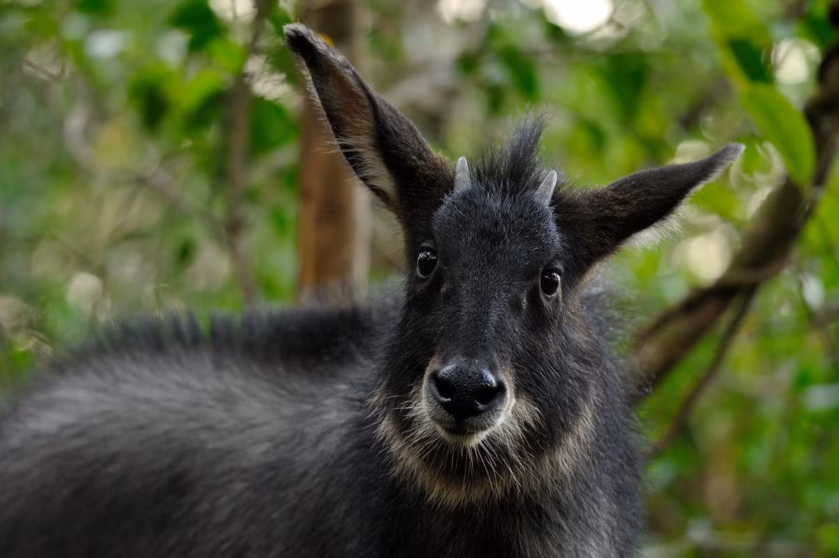 Sừng sơn dương được coi là một vị thuốc quý trong y học cổ truyền. Bột từ sừng của chúng được cho là có tác dụng thải độc, điều hòa gan, chữa bệnh mờ lòa mắt, sốt cao và nhiều bệnh khác. Ngoài ra, tiết dê núi cũng được sử dụng để chữa các bệnh như huyết hư, trúng độc, và đau lưng.(Ảnh: Thai National Parks)