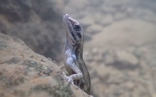 Than lan lan bien tu tao ra 'binh oxy' de tho duoi nuoc-Hinh-4