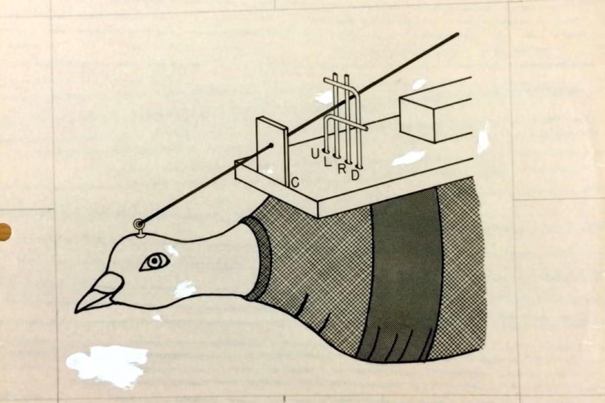 Nghiên cứu này đã mang lại cho ông giải Ig Nobel Hòa Bình - giải thưởng dành cho những nghiên cứu “khiến mọi người cười, sau đó suy ngẫm”.(Ảnh: The Independent)