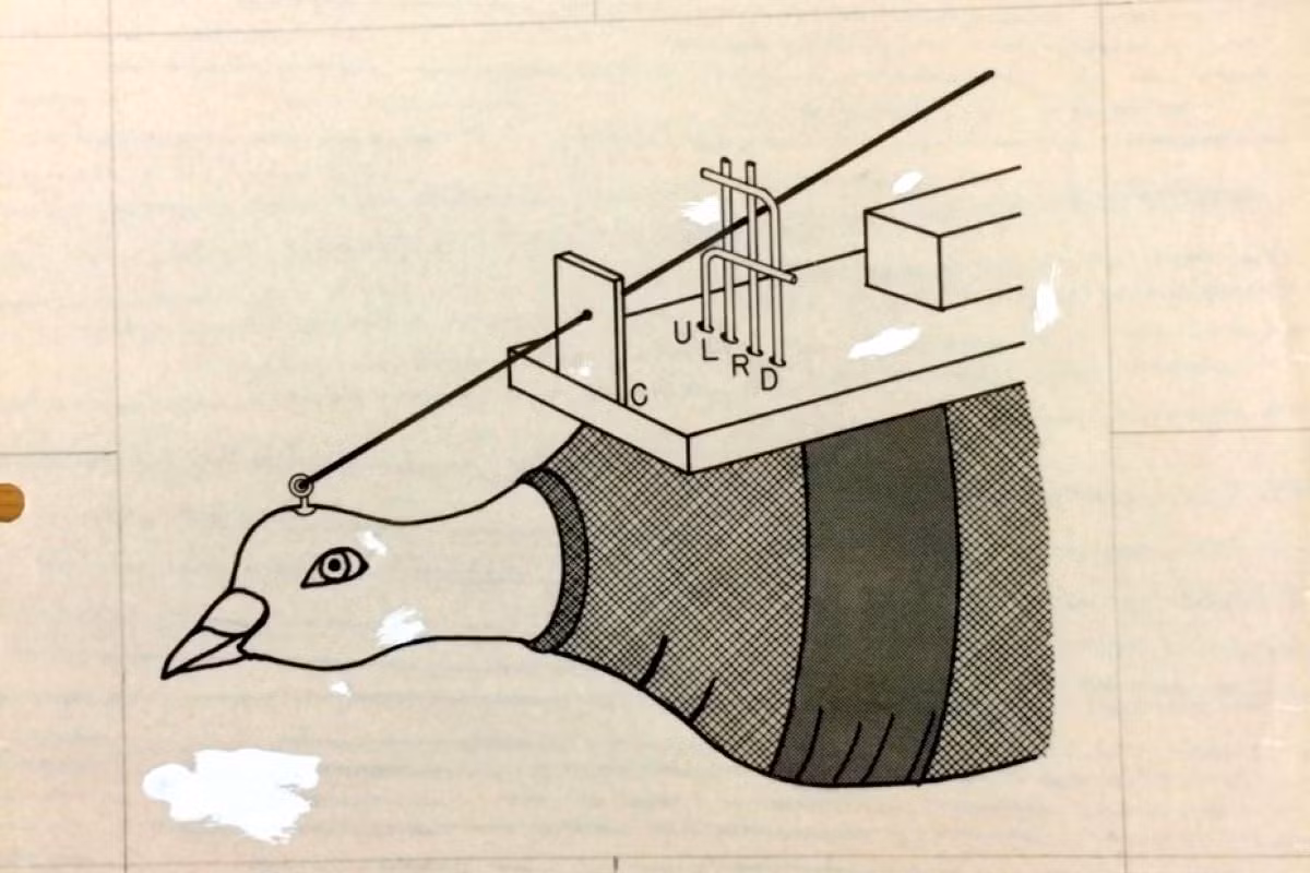 Nghiên cứu này đã mang lại cho ông giải Ig Nobel Hòa Bình - giải thưởng dành cho những nghiên cứu “khiến mọi người cười, sau đó suy ngẫm”.(Ảnh: The Independent)