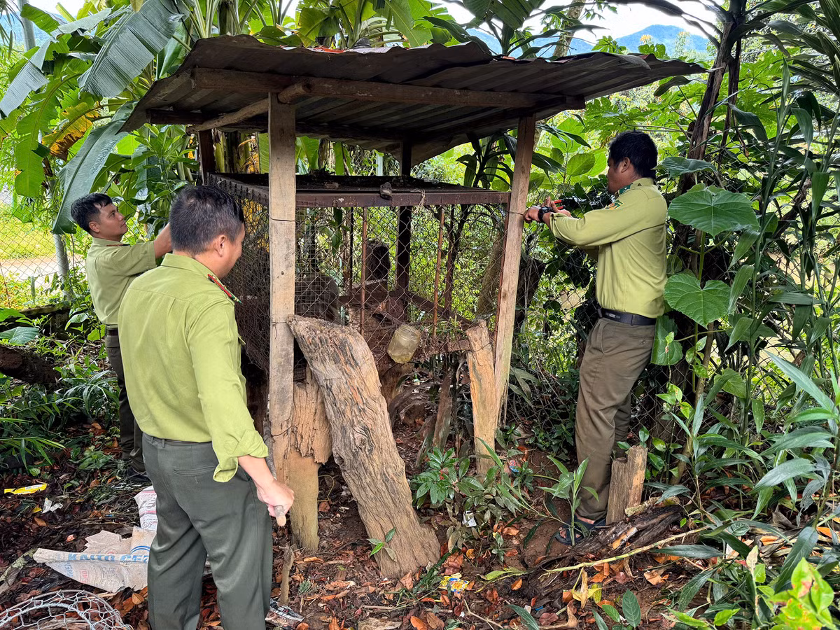 Việc bảo tồn các loài khỉ này rất quan trọng để duy trì sự đa dạng sinh học và cân bằng sinh thái. Các cơ quan chức năng và tổ chức bảo tồn cần tiếp tục nỗ lực bảo vệ môi trường sống của chúng và ngăn chặn các hoạt động săn bắt trái phép.(Ảnh: Dân việt)