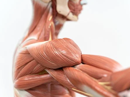 Sau đó, cơ thể chuyển màu và cứng lại, cơ bắp khóa chặt các khớp xương.(Ảnh: Physio Plus)