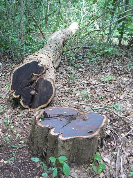 Loại gỗ này có nguồn gốc từ các khu vực khô hạn của châu Phi, từ phía đông Senegal đến phía nam Eritrea và đông nam của Nam Phi.(Ảnh: X)