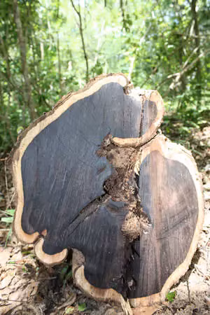 Gỗ đen châu Phi có kết cấu dày đặc, bóng láng, với màu sắc từ đỏ đến đen thuần khiết. (Ảnh: Ouriques Farm)