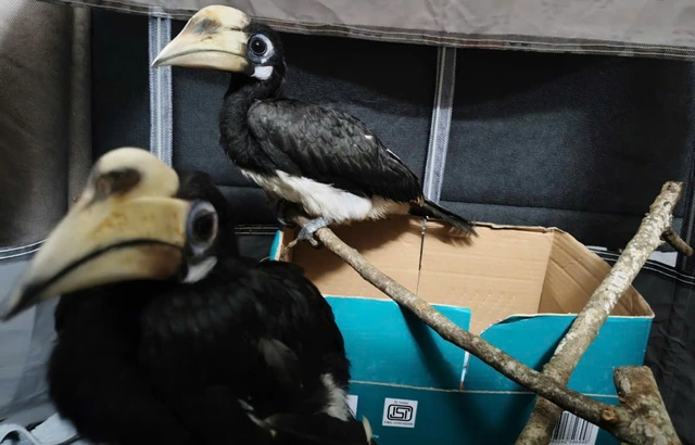 Trước đó, vào ngày 29/9, ông Trần Văn Đức từ Thái Bình đã tự nguyện giao nộp hai cá thể chim cao cát bụng trắng cho Trung tâm Cứu hộ, Bảo tồn và Phát triển sinh vật Vườn Quốc gia Cúc Phương. Các cá thể chim đã được cứu hộ an toàn và đưa về trung tâm để kiểm tra sức khỏe và chăm sóc trước khi tái thả về môi trường tự nhiên.(Ảnh: Người lao động)