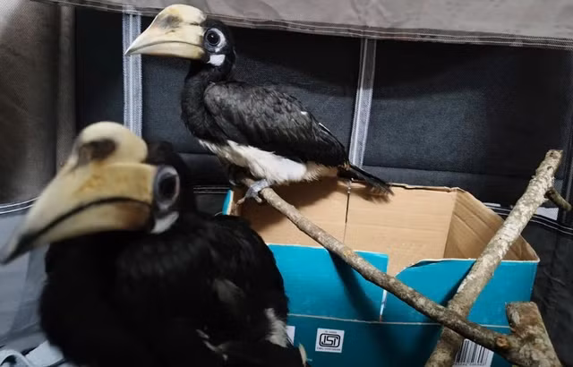 Trước đó, vào ngày 29/9, ông Trần Văn Đức từ Thái Bình đã tự nguyện giao nộp hai cá thể chim cao cát bụng trắng cho Trung tâm Cứu hộ, Bảo tồn và Phát triển sinh vật Vườn Quốc gia Cúc Phương. Các cá thể chim đã được cứu hộ an toàn và đưa về trung tâm để kiểm tra sức khỏe và chăm sóc trước khi tái thả về môi trường tự nhiên.(Ảnh: Người lao động)