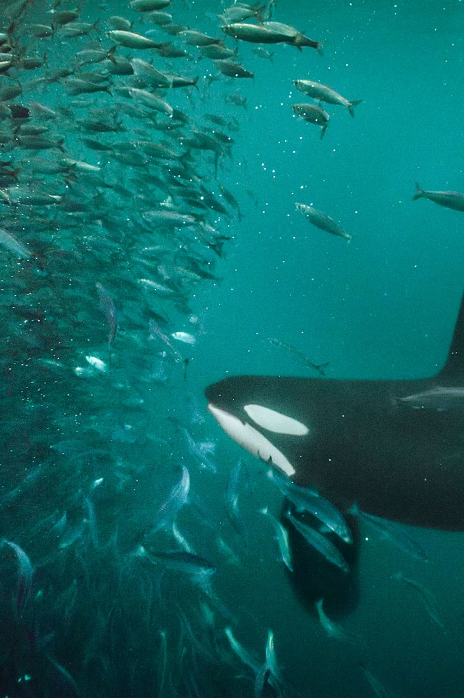 Một số quần thể cá voi sát thủ chuyên săn cá, trong khi những quần thể khác lại săn các loài thú biển. Điều này cho thấy sự đa dạng trong chế độ ăn uống và kỹ thuật săn mồi của chúng.(Ảnh: National Geographic).