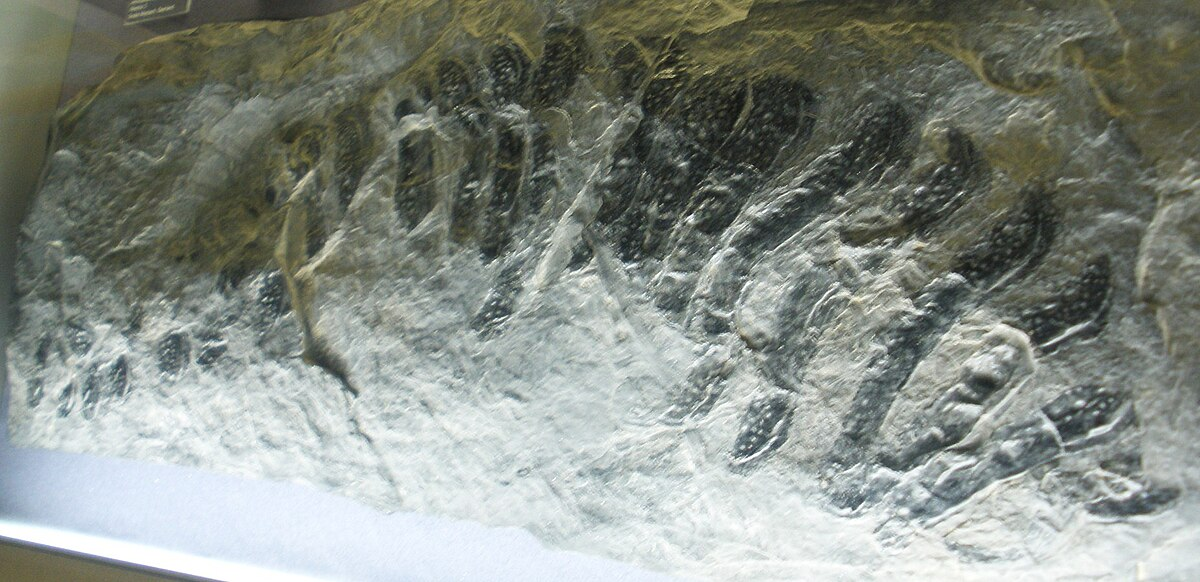 Việc phát hiện hai hóa thạch Arthropleura tại Montceau-les-Mines Lagerstätte là một cột mốc quan trọng trong nghiên cứu về loài chân đốt cổ đại. Khám phá này không chỉ hoàn chỉnh mô tả về Arthropleura mà còn góp phần vào việc hiểu rõ hơn về sự đa dạng và phức tạp của cuộc sống trên Trái đất cách đây hàng trăm triệu năm.(Ảnh:Wikipedia)