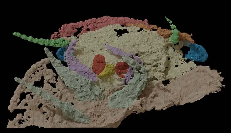 Sử dụng hình ảnh chụp CT, nhóm nghiên cứu đã tái hiện phần đầu của Arthropleura, giúp giới khoa học hiểu rõ hơn về cấu trúc và đặc điểm giải phẫu của loài này. Đây là lần đầu tiên phần đầu của Arthropleura được phát hiện và tái hiện một cách chi tiết.(Ảnh: smithsonianmag)