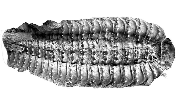 Hai hóa thạch này, có niên đại khoảng 300 triệu năm, đã giúp các nhà khoa học hoàn chỉnh mô tả về loài sinh vật bí ẩn này. (Ảnh: nhm.ac.uk) 