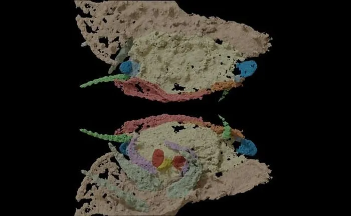 Một bước tiến đột phá trong lĩnh vực cổ sinh vật học vừa được công bố khi các nhà khoa học phát hiện hai hóa thạch của loài rết quái vật Arthropleura trong khối đá tại mỏ hóa thạch Montceau-les-Mines Lagerstätte ở Pháp. (Ảnh: Đại học Claude Bernard Lyon 1)