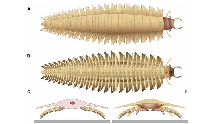 Các hóa thạch phát hiện cho thấy Arthropleura có cơ thể dài tới 2,6 mét, giống như một con quái vật. Phần đầu hoàn chỉnh của loài này bao gồm hàm dưới, mắt có cuống và các đặc điểm giải phẫu khác. Điều này giúp các nhà khoa học xác định rằng Arthropleura có họ hàng gần với loài rết hiện đại, dù vẫn mang các đặc điểm khác biệt khiến nó giống với các loài động vật bán thủy sinh hoặc thủy sinh như giáp xác.(Ảnh: smithsonianmag)
