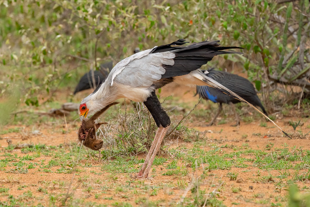 Diều ăn rắn săn bắt con mồi chủ yếu trên mặt đất. Chúng thường đi săn theo từng cặp, săn bắt các loài côn trùng, thú nhỏ, thằn lằn, chim non, trứng chim và đặc biệt là rắn. Với đôi chân dài, chúng có thể quan sát con mồi từ xa và nhanh chóng rượt đuổi, dùng chân hoặc mỏ để tấn công con mồi cho đến khi nó choáng váng hoặc bất tỉnh.(Ảnh: Flickr)