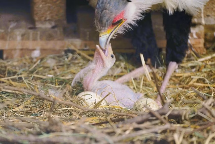 Hiện tại, chim diều ăn rắn được Liên minh Bảo tồn Thiên nhiên Quốc tế (IUCN) xếp vào loại có nguy cơ tuyệt chủng do mất môi trường sống và sự can thiệp của con người. (Ảnh: Visit West)