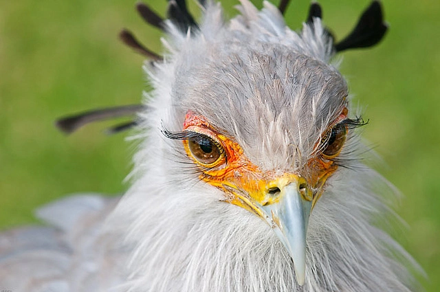 Diều ăn rắn (Sagittarius serpentarius) là một loài chim săn mồi đặc biệt, nổi tiếng với khả năng săn bắt rắn. Loài chim này không chỉ có ngoại hình ấn tượng mà còn có những tập tính săn mồi độc đáo, khiến nó trở thành một trong những loài chim thú vị nhất của châu Phi. (Ảnh: Our Wild World)