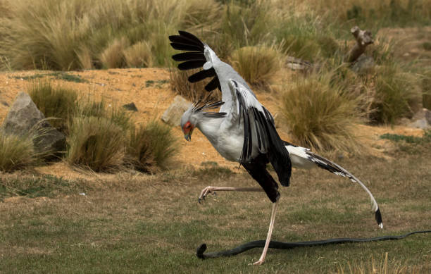 Chim thư ký có thể hạ gục bất kỳ con rắn độc nào, cảnh bắt rắn rất ấn tượng khi chúng dùng móng chân chắc khỏe và đôi cánh lớn để tự bảo vệ. (Ảnh: iStock)