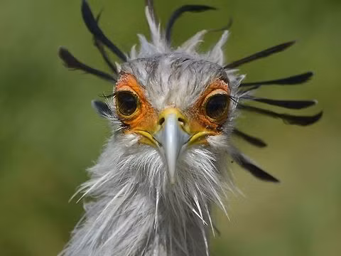 Loài chim này là đặc hữu của châu Phi, thường được tìm thấy trên các đồng cỏ và xavan thưa cây cối trong khu vực hạ Sahara. Chúng thích sinh sống tại các khu vực thoáng đãng hơn là rừng rậm, và thường nghỉ ngơi trên các cành cây vào ban đêm.(Ảnh: JungleDragon)