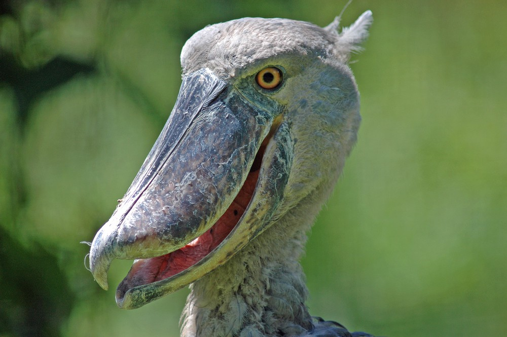 Cò mỏ giày là loài săn mồi hiệu quả, chúng thường săn bắt cá, lưỡng cư, và thậm chí cả các loài động vật nhỏ như rắn và chuột. Với cái mỏ mạnh mẽ và nhạy bén, chúng có thể bắt con mồi một cách nhanh chóng và chính xác. Chúng thường đứng im lặng, chờ đợi con mồi đến gần rồi bất ngờ tấn công.(Ảnh: Observation.org)