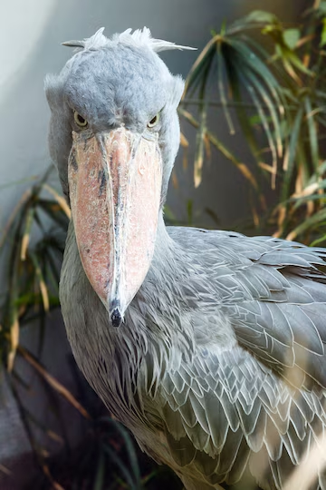 Cò mỏ giày là loài chim đơn độc, chỉ kết đôi trong mùa sinh sản. Chúng xây tổ lớn trên mặt nước hoặc trong các khu vực thực vật rậm rạp. Mỗi lứa, cò mỏ giày chỉ đẻ từ một đến ba quả trứng và cả bố và mẹ đều tham gia vào việc ấp trứng và chăm sóc con non. Tuy nhiên, do sự cạnh tranh giữa anh chị em nên thường chỉ có một con sống sót đến tuổi trưởng thành.(Ảnh: Freepik)