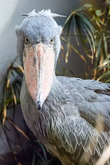 Cò mỏ giày là loài chim đơn độc, chỉ kết đôi trong mùa sinh sản. Chúng xây tổ lớn trên mặt nước hoặc trong các khu vực thực vật rậm rạp. Mỗi lứa, cò mỏ giày chỉ đẻ từ một đến ba quả trứng và cả bố và mẹ đều tham gia vào việc ấp trứng và chăm sóc con non. Tuy nhiên, do sự cạnh tranh giữa anh chị em nên thường chỉ có một con sống sót đến tuổi trưởng thành.(Ảnh: Freepik)