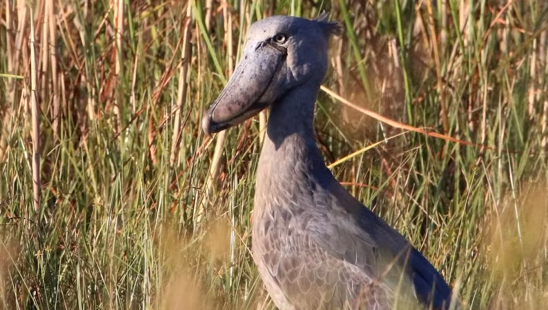 Cò mỏ giày là một trong những loài chim độc đáo và bí ẩn nhất trên thế giới, đại diện cho sự kỳ diệu và đa dạng của thiên nhiên. Việc bảo vệ và duy trì môi trường sống của chúng không chỉ giúp bảo tồn một loài chim quý hiếm mà còn góp phần vào việc duy trì sự đa dạng sinh học của hành tinh xanh. (Ảnh: Our African Ramblings)