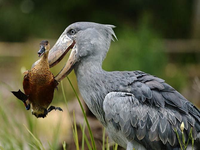 Cò mỏ giày đang đối mặt với nguy cơ tuyệt chủng do mất môi trường sống và sự can thiệp của con người. Việc khai thác đất đai, xây dựng đập và biến đổi khí hậu đã làm giảm diện tích các khu vực đầm lầy và rừng ngập nước, ảnh hưởng nghiêm trọng đến môi trường sống của loài chim này.(Ảnh: DinoAnimals)