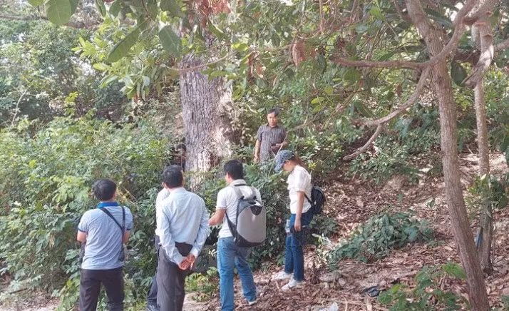 Chai lá cong được xếp vào danh mục rất nguy cấp theo Hiệp hội Bảo tồn Thiên nhiên thế giới. Điều này đồng nghĩa với việc các quần thể của loài cây này đang đứng trước nguy cơ tuyệt chủng ngoài tự nhiên và cần được bảo vệ nghiêm ngặt. (Ảnh: báo Nhân dân)