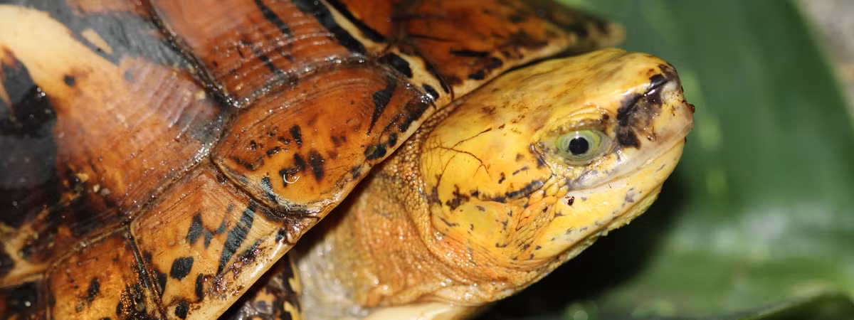 Rùa hộp trán vàng miền Trung là loài đặc hữu của Việt Nam, được liệt kê trong Sách đỏ Việt Nam và IUCN Red List với mức Cực kỳ nguy cấp (CR). Số lượng trong tự nhiên ước tính chỉ còn vài trăm cá thể.(Ảnh: Turtle Sanctuary Conservation Center)