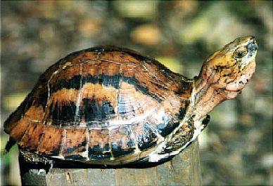 Phân bố chủ yếu ở các tỉnh miền Trung Việt Nam như Quảng Bình, Quảng Trị, Thừa Thiên Huế.(Ảnh: The Turtle Puddle)