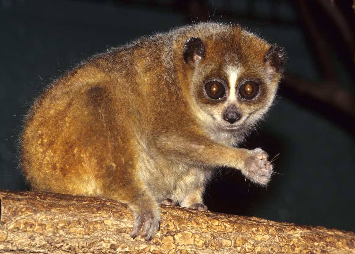 2. Cu li nhỏ (Nycticebus pygmaeus): Cu li nhỏ có kích thước nhỏ hơn cu li lớn, chiều dài từ 19-23 cm, trọng lượng từ 377-450 gram. Lông mềm mại, màu hung nâu xen kẽ ít lông trắng bạc. Dọc sống mũi có vệt trắng, bụng trắng vàng ánh bạc.(Ảnh: Wikipedia)
