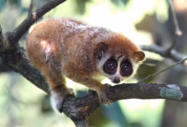 Cu li nhỏ hoạt động kiếm ăn ban đêm, thích leo trèo và chuyển động nhanh hơn cu li lớn.(Ảnh: Endangered Primate Rescue Center)