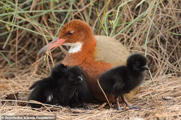 Hóa thạch chân của loài chim này, có niên đại khoảng 100.000 năm trước, cho thấy chúng ngày càng nặng hơn và mất khả năng bay. Điều này cho thấy việc không biết bay là một đặc điểm có lợi trong môi trường này, giúp chúng sống sót và phát triển.(Ảnh: Pixabay)