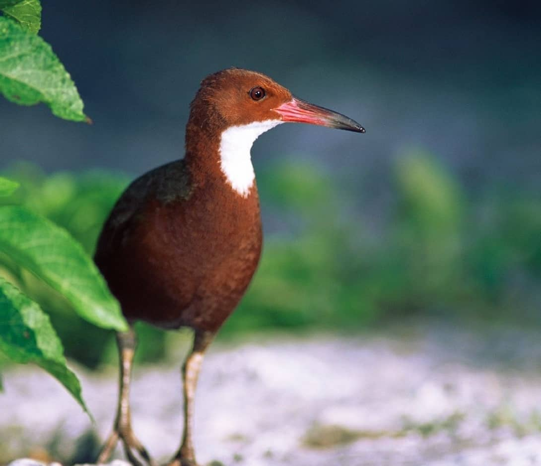 à nước cổ trắng Aldabra từng tuyệt chủng cách đây 136.000 năm khi đảo san hô Aldabra, nơi chúng sinh sống, chìm dưới biển do một trận lụt lớn. Tuy nhiên, vào năm 2019, các nhà khoa học đã phát hiện ra rằng loài chim này đã xuất hiện trở lại thông qua quá trình "tiến hóa lặp đi lặp lại". Điều này có nghĩa là sau khi tuyệt chủng, một loài chim khác đã tiến hóa để trở nên giống hệt loài đã mất.(Ảnh: Magzter)