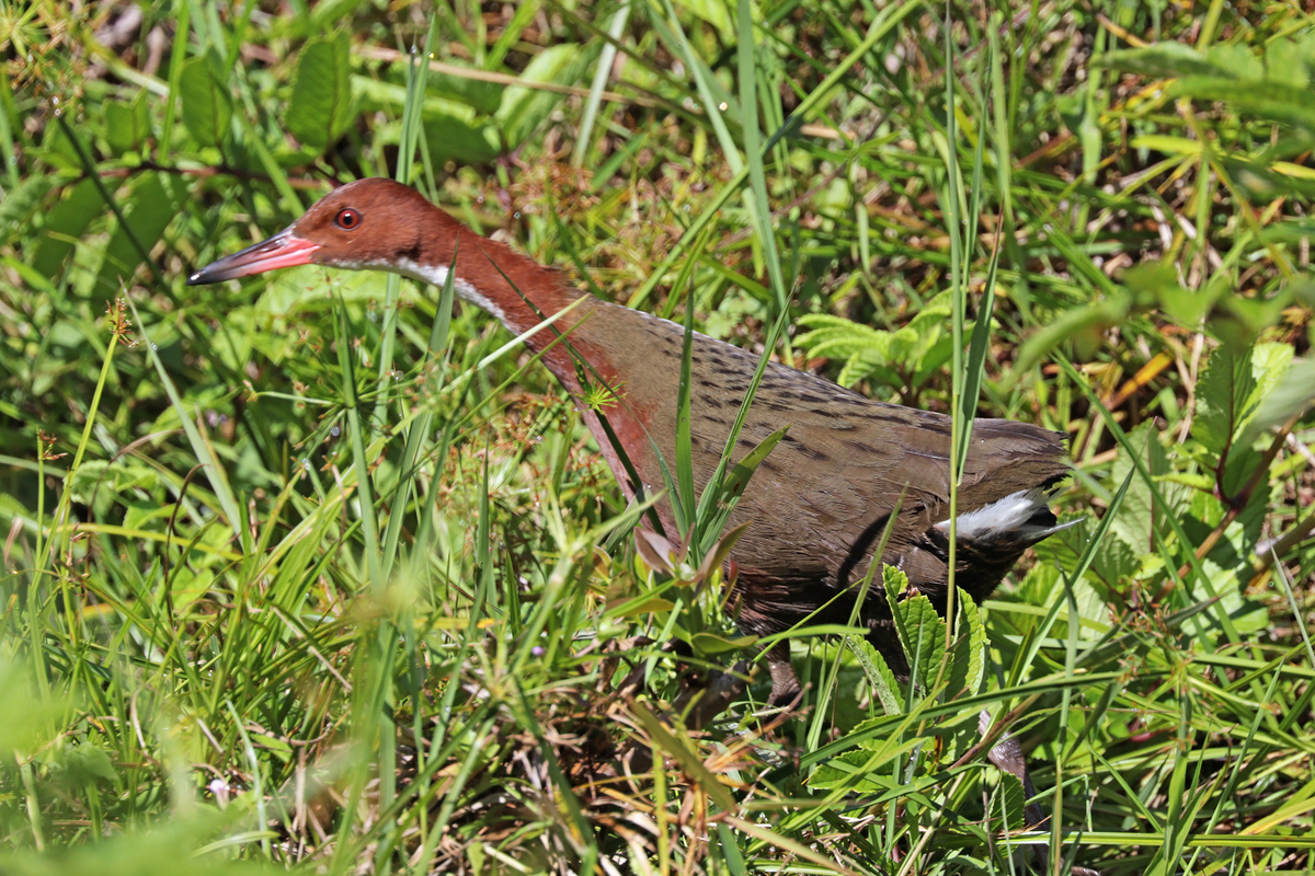 Gà nước cổ trắng Aldabra là một minh chứng sống động cho sự kỳ diệu của thiên nhiên và khả năng thích nghi phi thường của các loài động vật. Sự hồi sinh của chúng không chỉ là một câu chuyện thú vị mà còn là một lời nhắc nhở về tầm quan trọng của việc bảo vệ môi trường sống tự nhiên để duy trì sự đa dạng sinh học trên Trái đất.(Ảnh: Wikipedia)