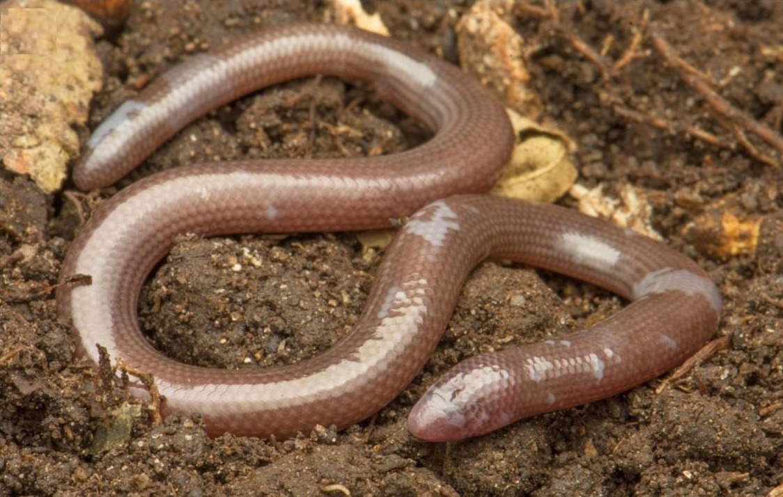 Loài này không có chi trước, và chi sau chỉ xuất hiện ở mẫu đực nhưng rất sơ khai. (Ảnh: Species New to Science)