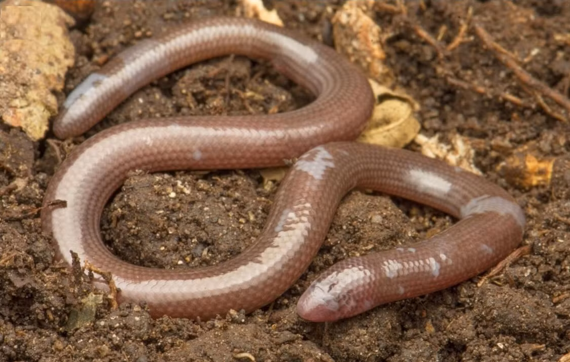 Loài này không có chi trước, và chi sau chỉ xuất hiện ở mẫu đực nhưng rất sơ khai. (Ảnh: Species New to Science)