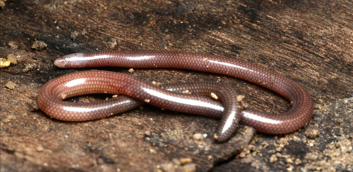 Phát hiện này là kết quả của sự hợp tác giữa các nhà khoa học Việt Nam và Liên bang Nga, được công bố trên tạp chí khoa học Zootaxa vào đầu tháng 2/2024.(Ảnh: X.com)