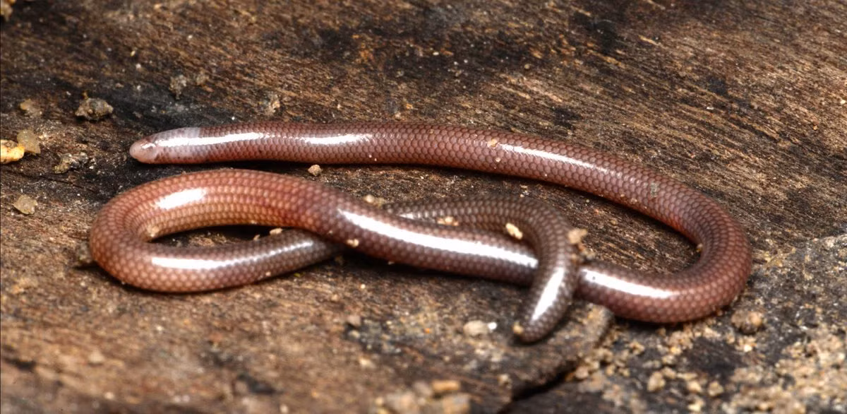 Phát hiện này là kết quả của sự hợp tác giữa các nhà khoa học Việt Nam và Liên bang Nga, được công bố trên tạp chí khoa học Zootaxa vào đầu tháng 2/2024.(Ảnh: X.com)