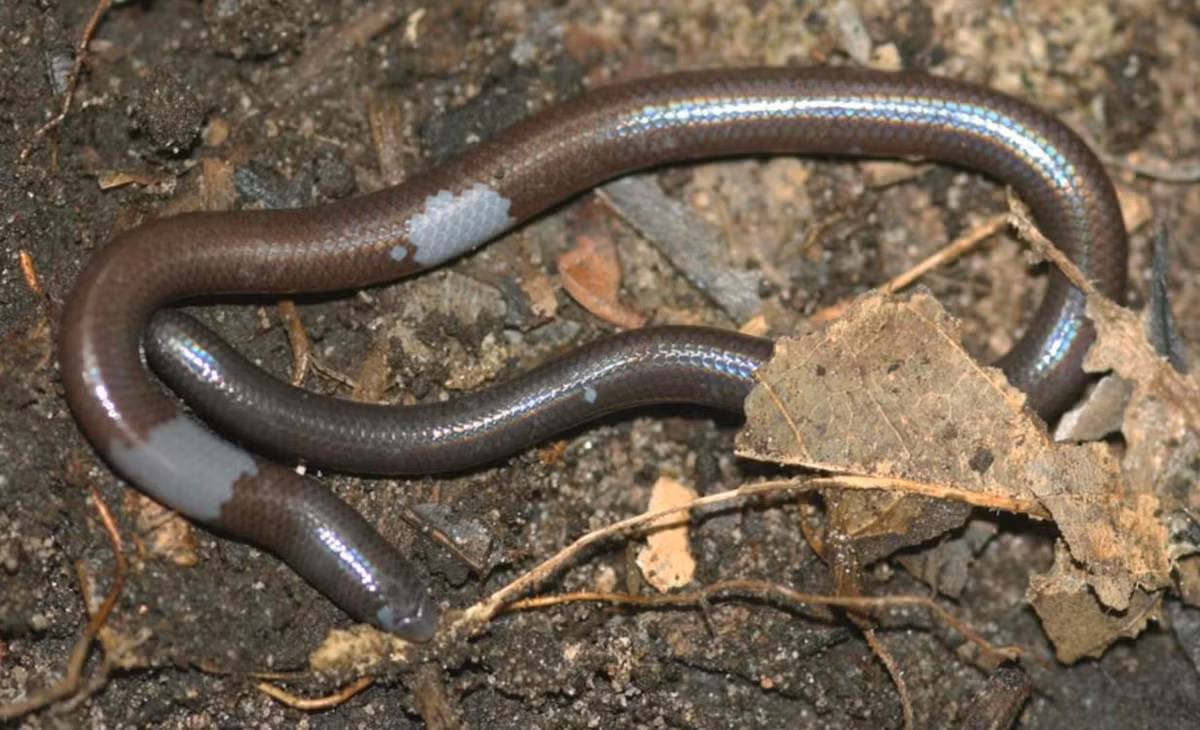 Một đặc điểm quan trọng giúp phân biệt Dibamus deimontis với các loài khác trong cùng giống là sự hiện diện của các đường rãnh nhỏ không hoàn chỉnh trên môi và mũi.(Ảnh: Tetrapod Zoology)