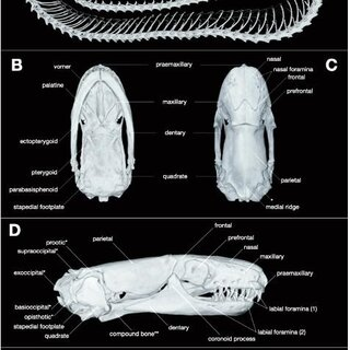 Dibamus deimontis được tìm thấy ở độ cao từ 670 đến 700 mét so với mực nước biển, chủ yếu ở những khu vực ẩm ướt, cạnh các vũng nước nhỏ hoặc ven suối. Chúng thường ẩn mình dưới đá hoặc trên tảng đá lớn được phủ kín bởi rêu, dương xỉ và thảm mục. Khi bị quấy rầy, chúng sẽ ngọ nguậy liên tục để thoát thân từ trên đá xuống đất và nhanh chóng lẩn trốn tương tự như các loài giun.(Ảnh: ResearchGate)