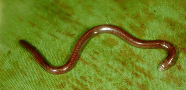 Trong một khám phá đáng chú ý, các nhà khoa học đã phát hiện một loài động vật mới tại Vườn quốc gia Núi Chúa, tỉnh Ninh Thuận. Loài này được đặt tên thằn lằn mù, tên khoa học là Dibamus deimontis, phản ánh địa danh nơi chúng được tìm thấy, với “deimontis” trong tiếng Latin có nghĩa là "núi Chúa". (Ảnh: Research Gate)