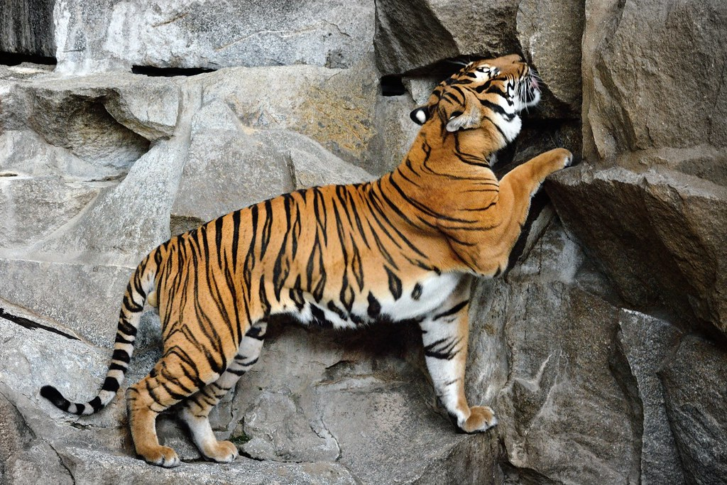 Hổ Đông Dương, với vẻ đẹp và sự oai vệ, là một trong những bảo vật quý giá của rừng Việt Nam. Tuy nhiên, loài hổ này đang phải đối mặt với nguy cơ tuyệt chủng nghiêm trọng. Để bảo vệ và duy trì sự tồn tại của hổ Đông Dương, cần có sự chung tay của chính phủ, các tổ chức bảo tồn và cộng đồng. Chỉ có như vậy, chúng ta mới có thể giữ gìn và bảo vệ loài hổ quý hiếm này cho các thế hệ tương lai. (Ảnh: Flickr)