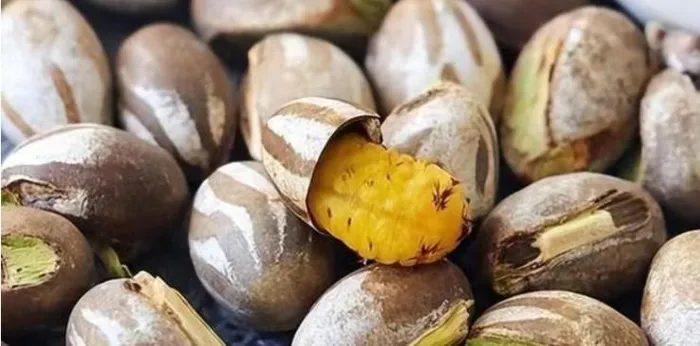 Người dân Trung Quốc thường hái chúng vào mùa đông, nướng với muối và làm thành món ăn vặt độc đáo.(Ảnh: Người đưa tin)