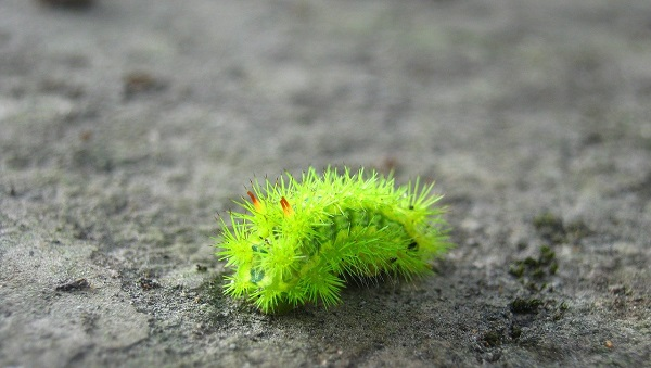 Hơn thế nữa, bọ nẹt còn gây hại cho cây trồng, làm ảnh hưởng đến năng suất và chất lượng sản phẩm nông nghiệp.(Ảnh: IDSV)