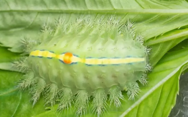 Câu chuyện về loài bọ nẹt là một minh chứng rõ nét cho thấy rằng, trong tự nhiên, không có gì là vô ích. Điều quan trọng là chúng ta biết cách khai thác và sử dụng những nguồn tài nguyên tự nhiên một cách hợp lý và hiệu quả. Từ chỗ bị ghét bỏ, loài bọ nẹt đã trở thành "báu vật" mang lại lợi ích lớn cho con người, là một bài học quý giá về sự thay đổi và thích nghi.(Ảnh: VNFarm)