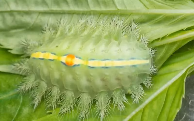 Câu chuyện về loài bọ nẹt là một minh chứng rõ nét cho thấy rằng, trong tự nhiên, không có gì là vô ích. Điều quan trọng là chúng ta biết cách khai thác và sử dụng những nguồn tài nguyên tự nhiên một cách hợp lý và hiệu quả. Từ chỗ bị ghét bỏ, loài bọ nẹt đã trở thành "báu vật" mang lại lợi ích lớn cho con người, là một bài học quý giá về sự thay đổi và thích nghi.(Ảnh: VNFarm)